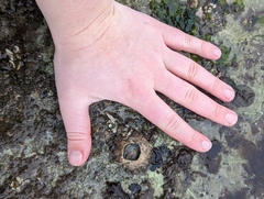 Semibalanus cariosus