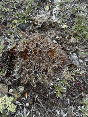 Lepidium solandri