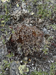 Lepidium solandri