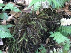 Pyrrhobryum spiniforme