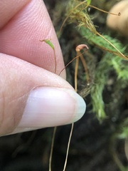 Pyrrhobryum spiniforme