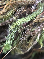 Pyrrhobryum spiniforme