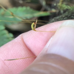 Pyrrhobryum spiniforme