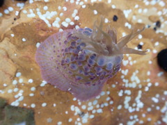 Phlyctenanthus australis