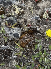 Lepidium solandri