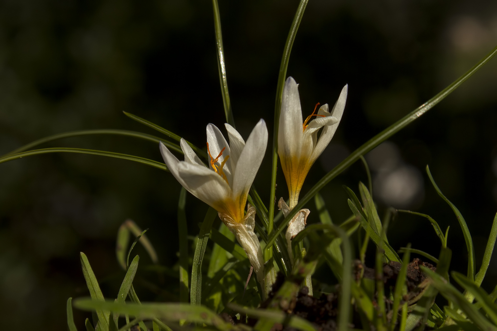 Crocus pestalozzae