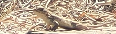 Sceloporus spinosus