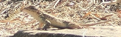 Sceloporus spinosus