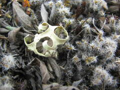 Xanthoparmelia semiviridis