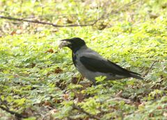 Corvus cornix