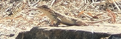 Sceloporus spinosus