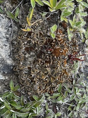 Lepidium solandri