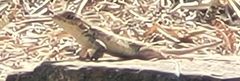 Sceloporus spinosus