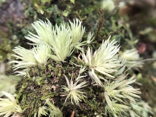 Leucobryum seemannii