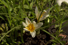 Crocus pestalozzae