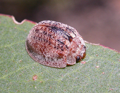 Trachymela laeviventris