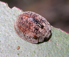 Trachymela laeviventris