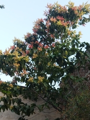 Triplaris americana