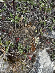 Lepidium solandri
