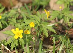 Anemonoides ranunculoides