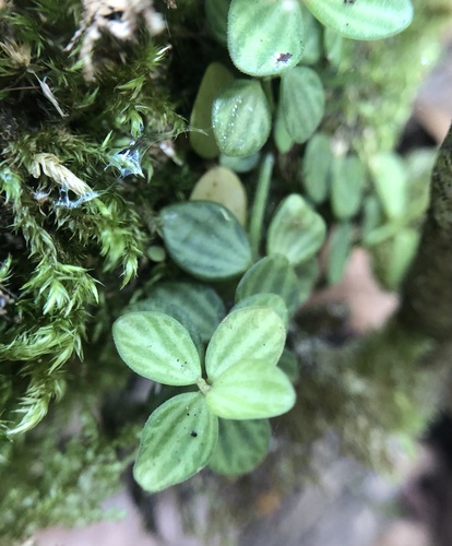 Peperomia tetraphylla observed 2023-01-16