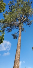 Pinus torreyana