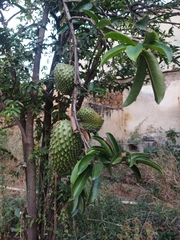 Annona muricata