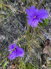 Thysanotus