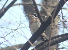 Turdus pilaris