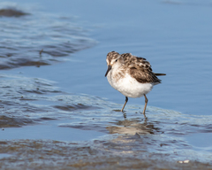 Calidris pusilla