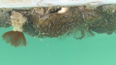 Aplousobranchia