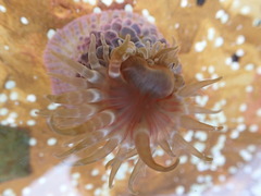 Phlyctenanthus australis