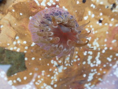 Phlyctenanthus australis