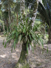 Oncidium sphacelatum