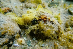 Nerita atramentosa