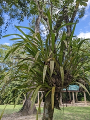 Oncidium sphacelatum