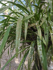 Oncidium sphacelatum