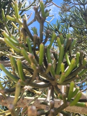 Phoradendron bolleanum