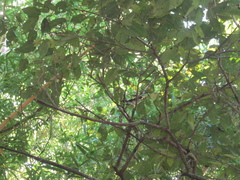 Turdus assimilis