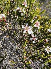 Leptospermum squarrosum