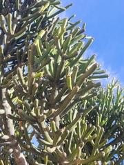 Phoradendron bolleanum