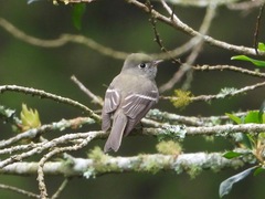Empidonax hammondii