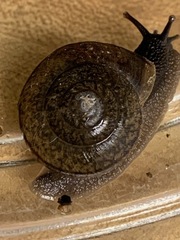 Helminthoglypta