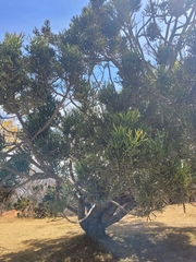 Phoradendron bolleanum