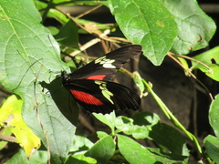 Heliconius hortense