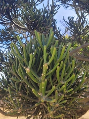 Phoradendron bolleanum