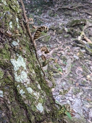 Pleopeltis polypodioides