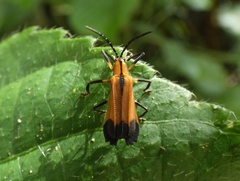 Sceloenopla ampliata