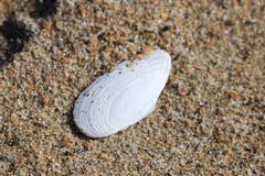 Megangulus bodegensis