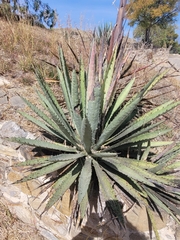 Agave macroacantha